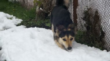 Gri Yard köpek tasması kış çit yakınındaki sokakta. Ağır çekim