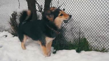 Gri Yard köpek tasması kış çit yakınındaki sokakta. Ağır çekim