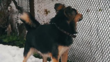 Gri Yard köpek tasması kış çit yakınındaki sokakta. Ağır çekim