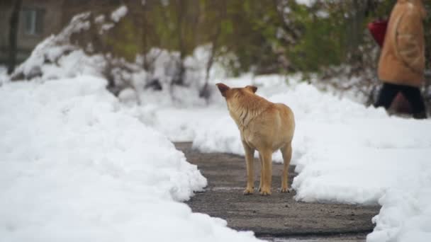 Herrelös grå hund på en snöig gata på vintern. Slow Motion — Stockvideo