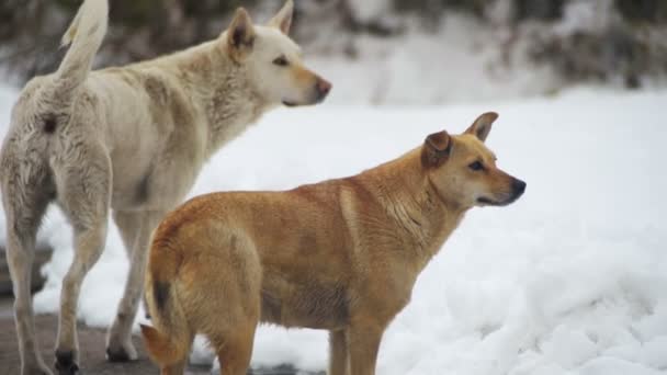 Stray Dogs em uma Snowy Street no inverno. Movimento lento — Vídeo de Stock