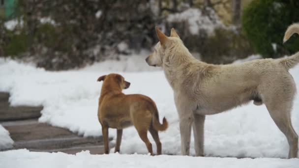 Бездомные белые и серые собаки на Снежной улице зимой. Slow Motion — стоковое видео