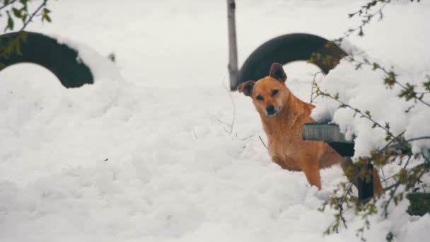 Cane bianco grigio randagio su una strada innevata in inverno. Rallentatore — Video Stock