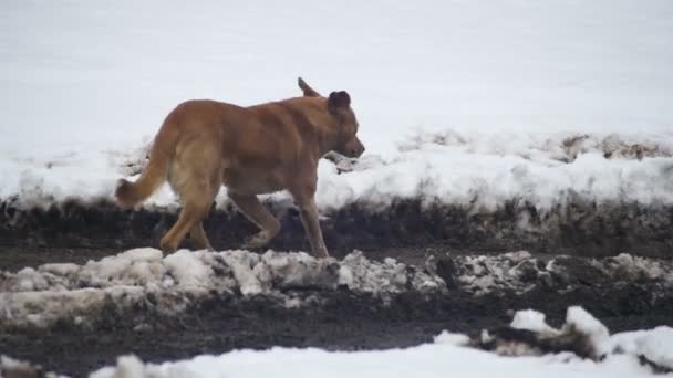 Streunender grauer Hund, der im Winter auf einer verschneiten Straße läuft. Zeitlupe — Stockvideo