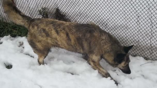 Perro gris callejero en una calle nevada en invierno. Moción lenta — Vídeos de Stock