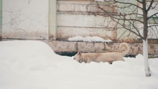 Perro blanco callejero en una calle nevada en invierno. Moción lenta — Vídeo de stock