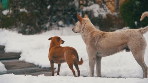 Stray White y Grey Dogs en una calle nevada en invierno. Moción lenta — Vídeos de Stock