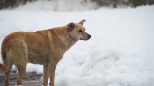 Streunender grauer Hund auf einer verschneiten Straße im Winter. Zeitlupe — Stockvideo