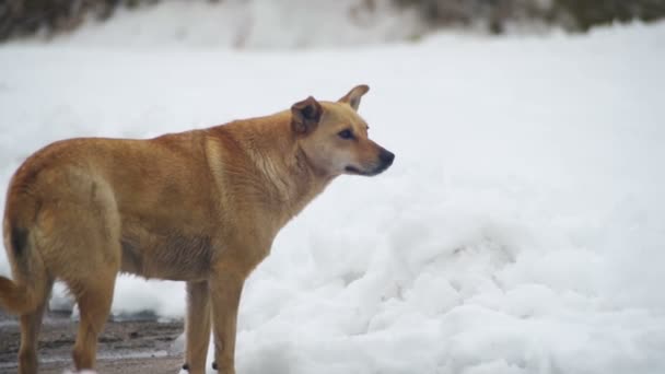 Stray Grey Dog on a Snowy Street in Winter. Slow Motion — Stock Video