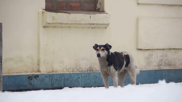 Zwerfhond op een besneeuwde straat in de Winter. Slow Motion — Stockvideo