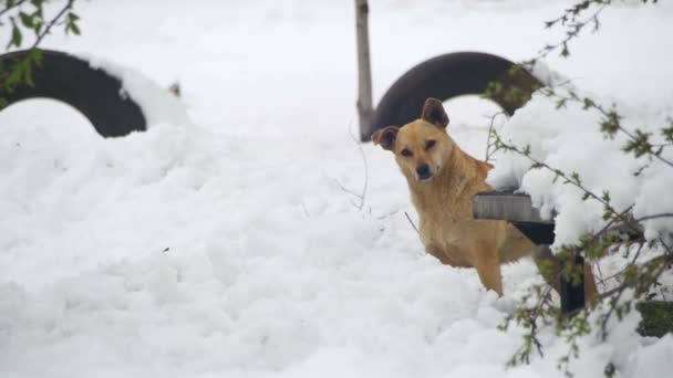 겨울에 눈이 거리에 길 잃은 회색 흰색 개. 슬로우 모션 — 비디오