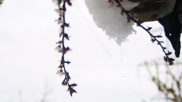 Śnieg topnieje od dachów i ścieka w dół na wiosnę — Wideo stockowe