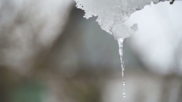 Neve si scioglie dai tetti e gocciola giù in primavera. Rallentatore — Video Stock