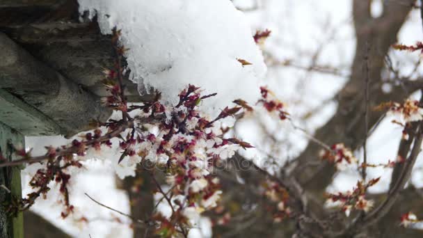 Clima anormal, nieve en un albaricoque floreciente — Vídeos de Stock