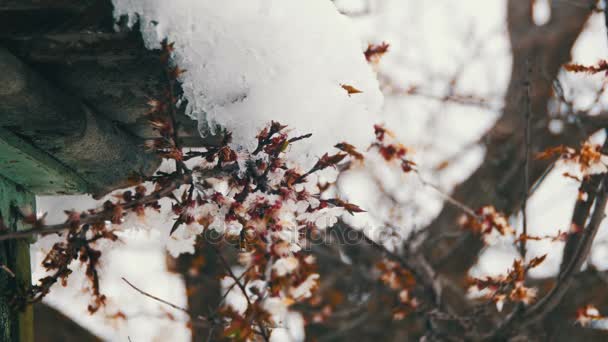 A neve derrete dos telhados e goteja na primavera — Vídeo de Stock