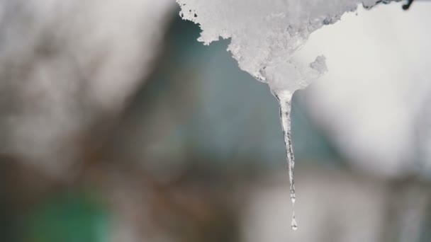 Neve si scioglie dai tetti e gocciola giù in primavera. Rallentatore . — Video Stock