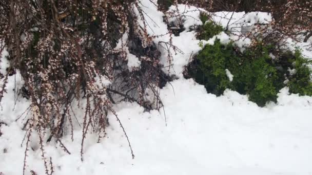Onormala vädret i April i våras. Fallna träd efter en snöstorm — Stockvideo