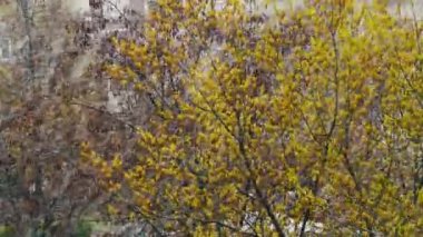 Gider ve kar fırtınası süpürür yeşil ağaçların üzerinden Nisan ayında Kuzey Siklon kar.