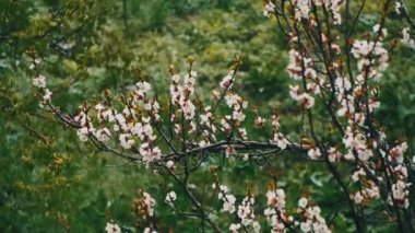 Anormal hava. Kar çiçekli ağaç, kayısı Nisan ayında gider.