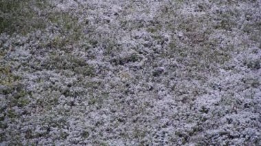 Anormal hava. Kar için yeşil çim Nisan ayında bahar gider