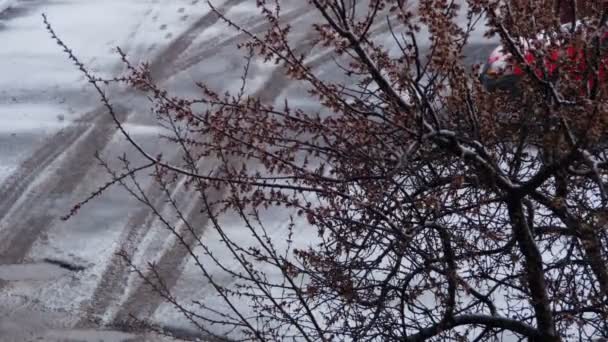 Clima anormal. La nieve sube al árbol floreciente de los albaricoques en abril — Vídeos de Stock