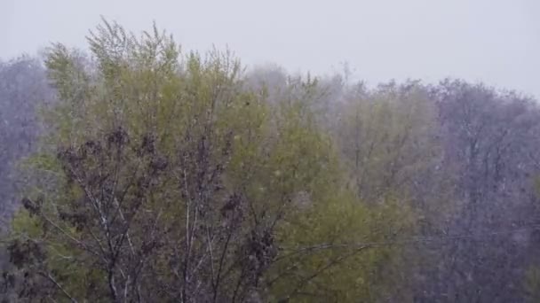 Snö går och snöstorm sveper över de gröna träden i April, norra cyklonen. — Stockvideo