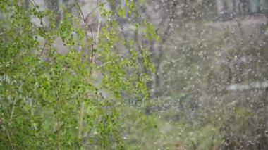 Anormal hava. Kar üzerinde yeşil ağaçlar gider ve Nisan ayında bahar bırakır. Ağır çekim