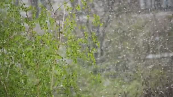 Abnormale weer. Sneeuw gaat op de groene bomen en vertrekt Lente in April. Slow Motion — Stockvideo