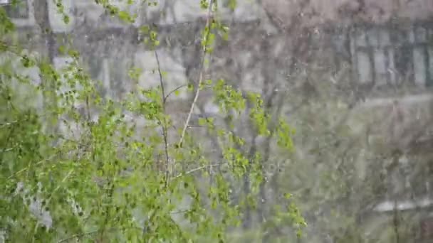 Temps anormal. La neige va sur les arbres verts et les feuilles en avril au printemps. Mouvement lent — Video