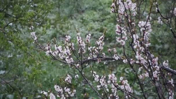 Аномальная погода. Снег идет на цветущее дерево абрикосов в апреле. Slow Motion — стоковое видео