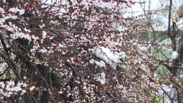 Onormala vädret i April i våras. Fallna träd efter en snöstorm — Stockvideo