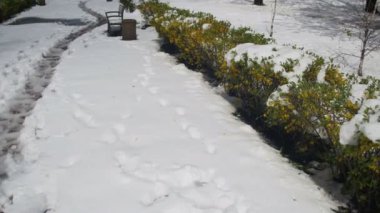 Nisan ayında anormal hava. Bahar Park ile yeşil çalılar ve ağaçlar karla kaplı