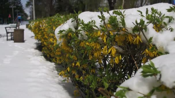 Ασυνήθεις καιρικές συνθήκες τον Απρίλιο. Άνοιξη πάρκο με πράσινο θάμνους και δέντρα καλυμμένα με χιόνι — Αρχείο Βίντεο