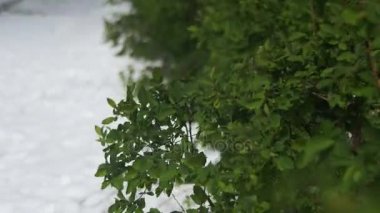 Nisan ayında anormal hava. Bahar Park ile yeşil çalılar ve ağaçlar karla kaplı