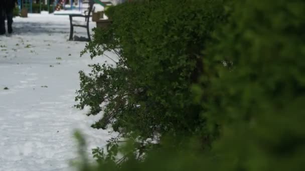 Météo anormale en avril. Parc printanier avec buissons verts et arbres recouverts de neige — Video