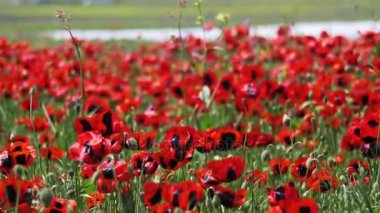 Çiçekleri kırmızı Poppies Dağları'nın arka plan üzerinde rüzgarda sallanan alanındaki