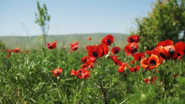 Червоні Маки в галузі, колишуться на вітрі, на фоні гори розквітає — стокове відео