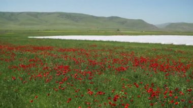 Çiçekleri kırmızı Poppies Dağları'nın arka plan üzerinde rüzgarda sallanan alanındaki