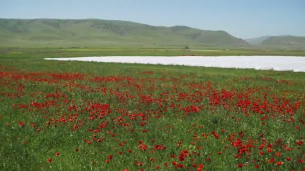 Blüht roter Mohn auf dem Feld, der sich im Wind im Hintergrund der Berge wiegt — Stockvideo