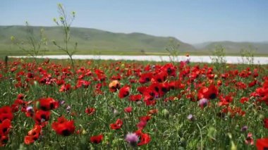 Çiçekleri kırmızı Poppies Dağları'nın arka plan üzerinde rüzgarda sallanan alanındaki