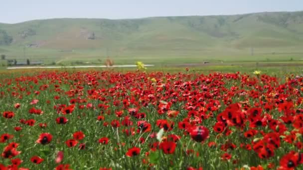Цветут красные маки в поле, раскачиваясь на ветру на фоне гор — стоковое видео