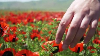 Kadın kırmızı çiçek haşhaş sahada dokunur