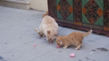 Sokakta yemek yeme bir yavru kedi ile sokak kırmızı kedi