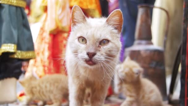 Obdachlose rote Katze mit Kätzchen blickt auf der Straße in die Kamera. — Stockvideo
