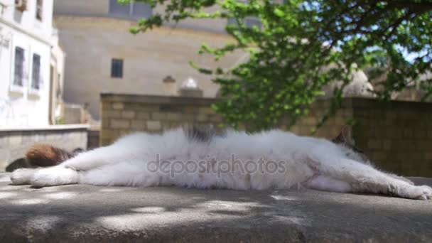 Obdachloser weißer mit grauer Katze schläft auf der Straße — Stockvideo