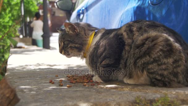 Obdachlose graue Katze frisst Katzenfutter auf der Straße — Stockvideo