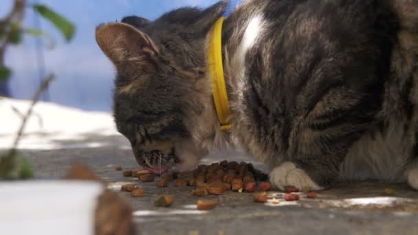 Gato gris callejero come comida de gato en la calle — Vídeos de Stock