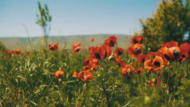 Florece amapolas rojas en el campo balanceándose en el viento sobre el fondo de las montañas — Vídeos de Stock
