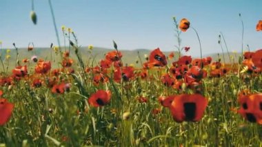Çiçekleri kırmızı Poppies Dağları'nın arka plan üzerinde rüzgarda sallanan alanındaki