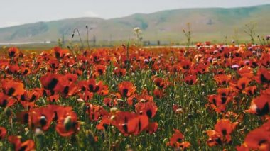 Çiçekleri Dağları'nın arka plan üzerinde rüzgarda sallanan büyük alanda kırmızı haşhaş